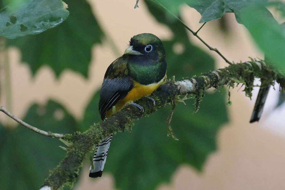 Black-throated Trogon